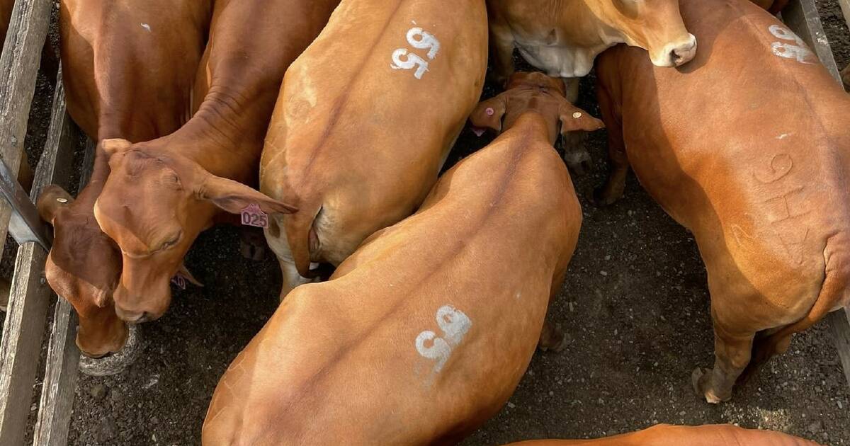 Increased yarding at Toogoolawah store sale