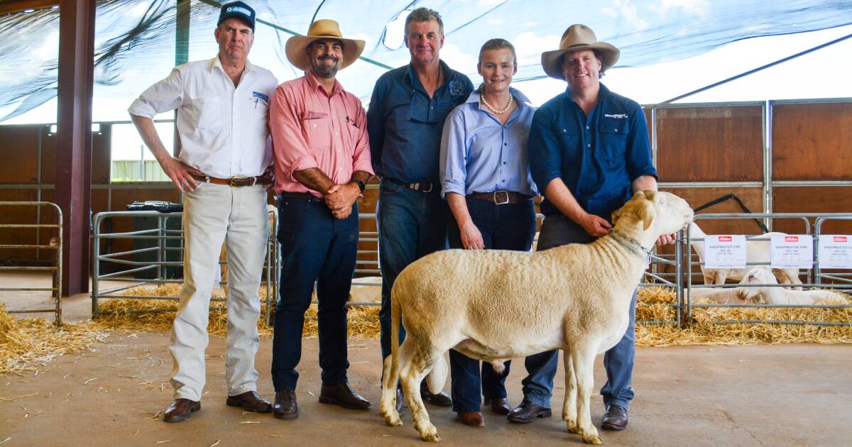 Rams sold to three states at the National SheepMaster ram sale