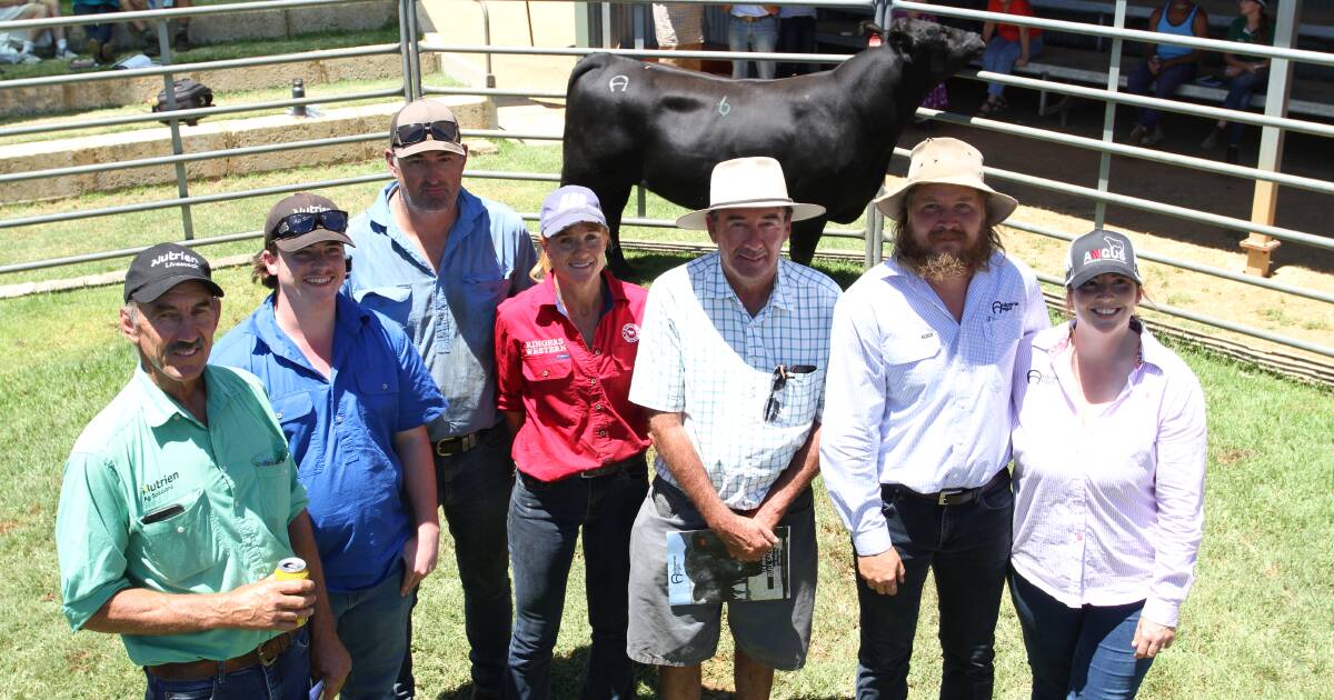 Mixed Results at Ardcairnie Bull Sale | Farm Weekly