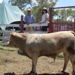 Late surge expected for Beef 2024 stud entries