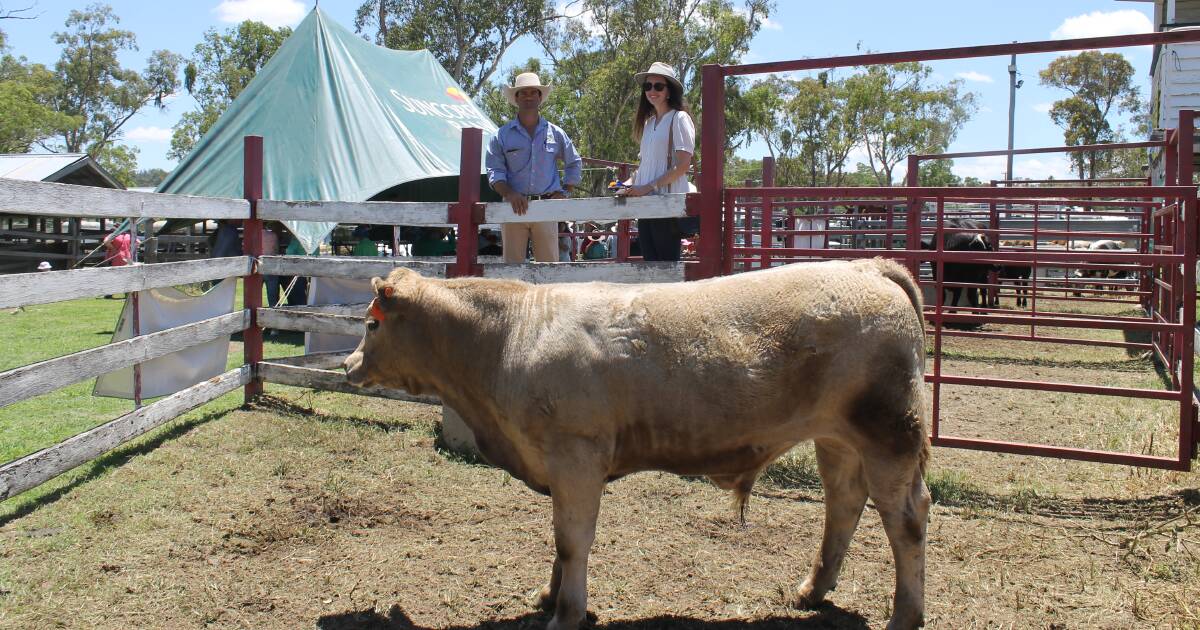 Stanthorpe show beef cattle competition: a family affair