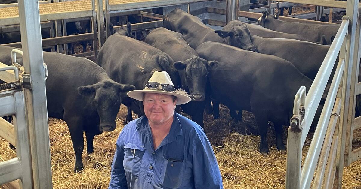 Chasing upside in the NSW cow market