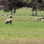 The Nationals WA lock in first three election candidates