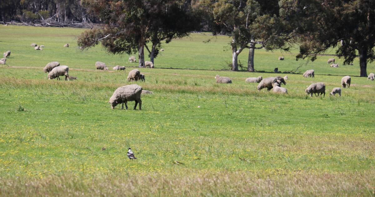 Starving sheep leads to massive fine for WA sheep farmer