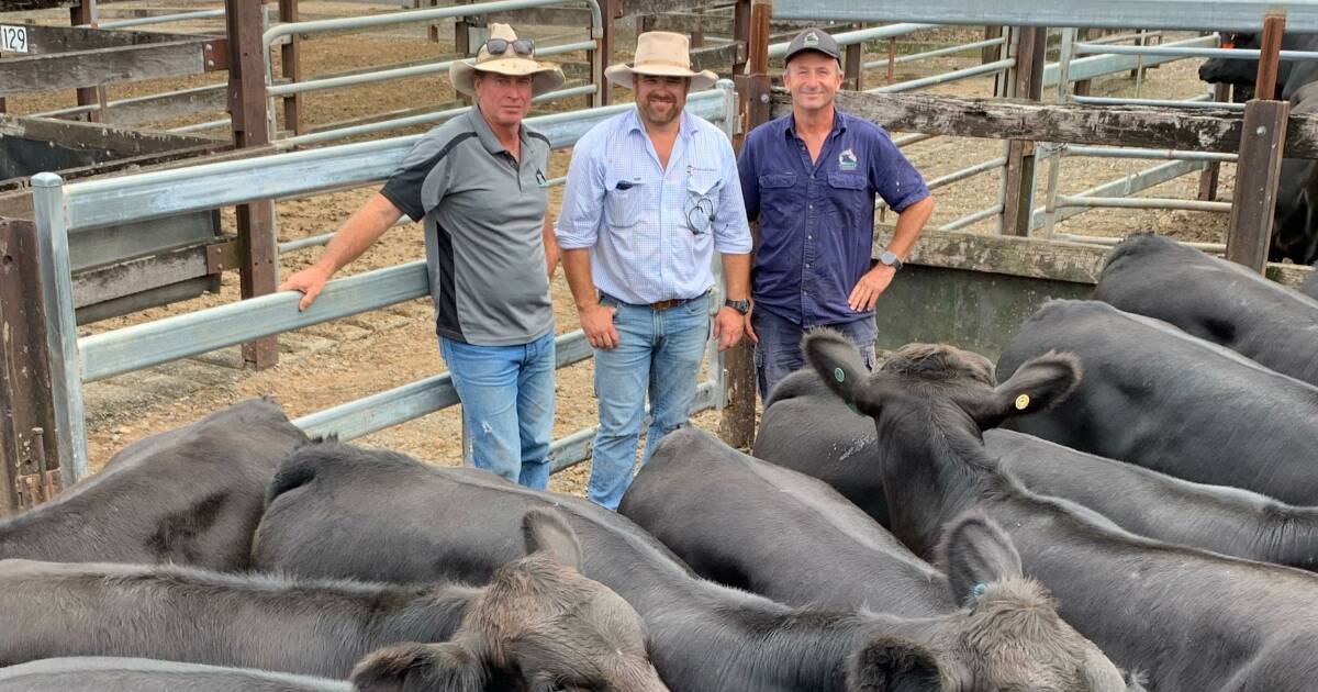 Gloucester store cattle sell to firm market