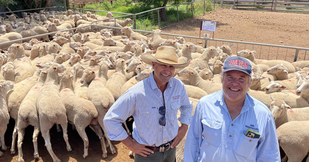 Premium for ewes 'with a bit of skin' at Dunedoo annual sale