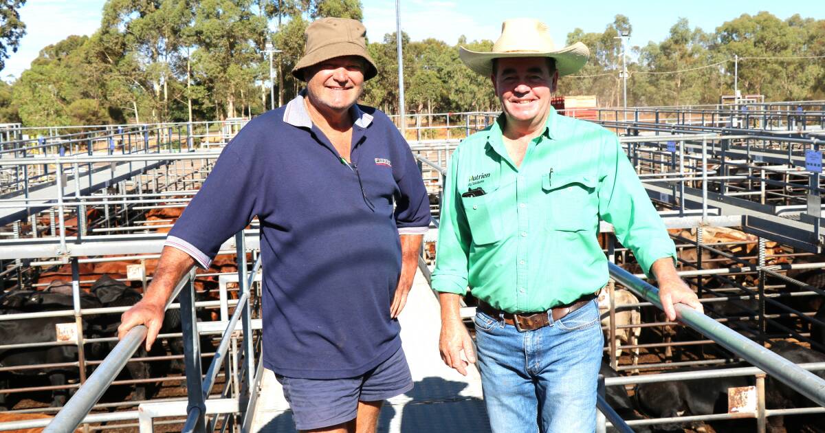 Unmated F1 heifers top $1300 at Boyanup