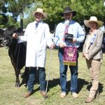 Restockers keen on Grafton female cattle