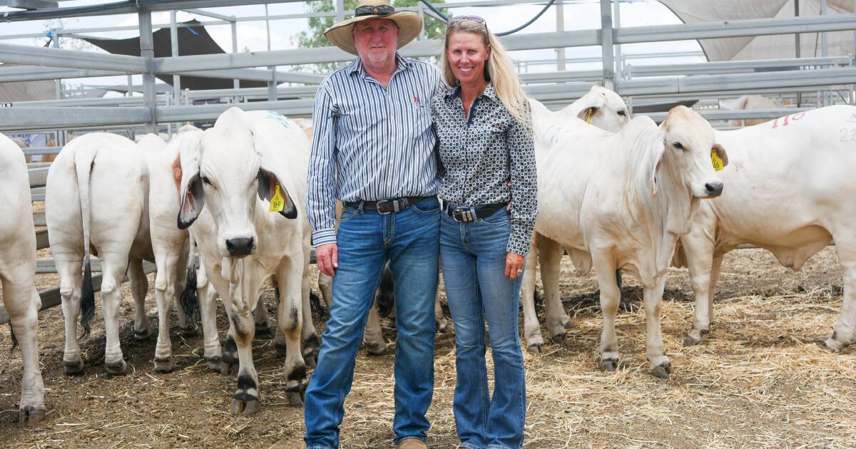 Beales bulk buy for budding stud herd in Mackay region post cancer battle