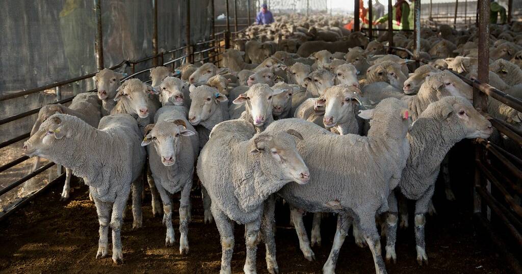 Live sheep trade remains in limbo as new markets negotiated