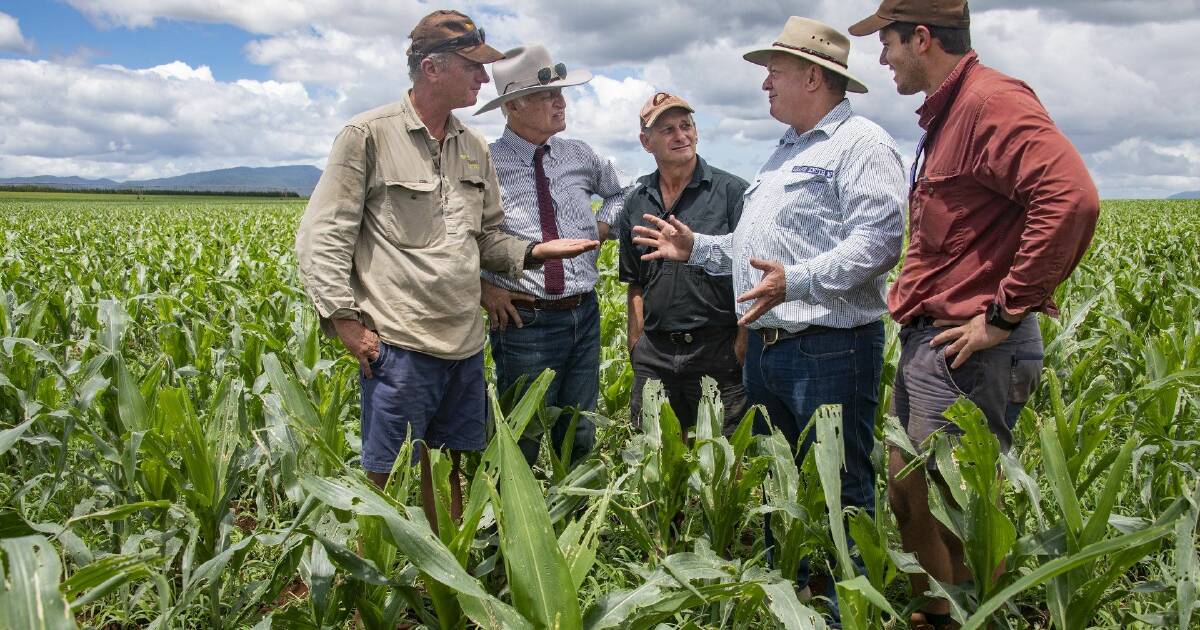 Armyworm forces Atherton farmers to turn to livestock