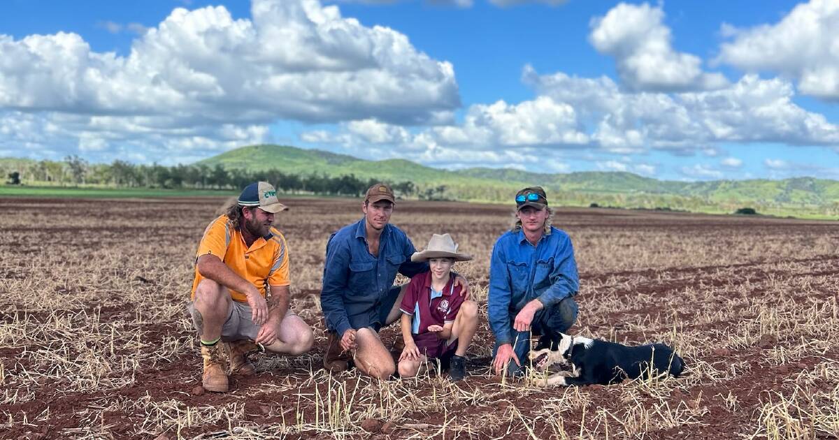 Grower despair as fall armyworm wipes out Coulston Lakes sorghum crops