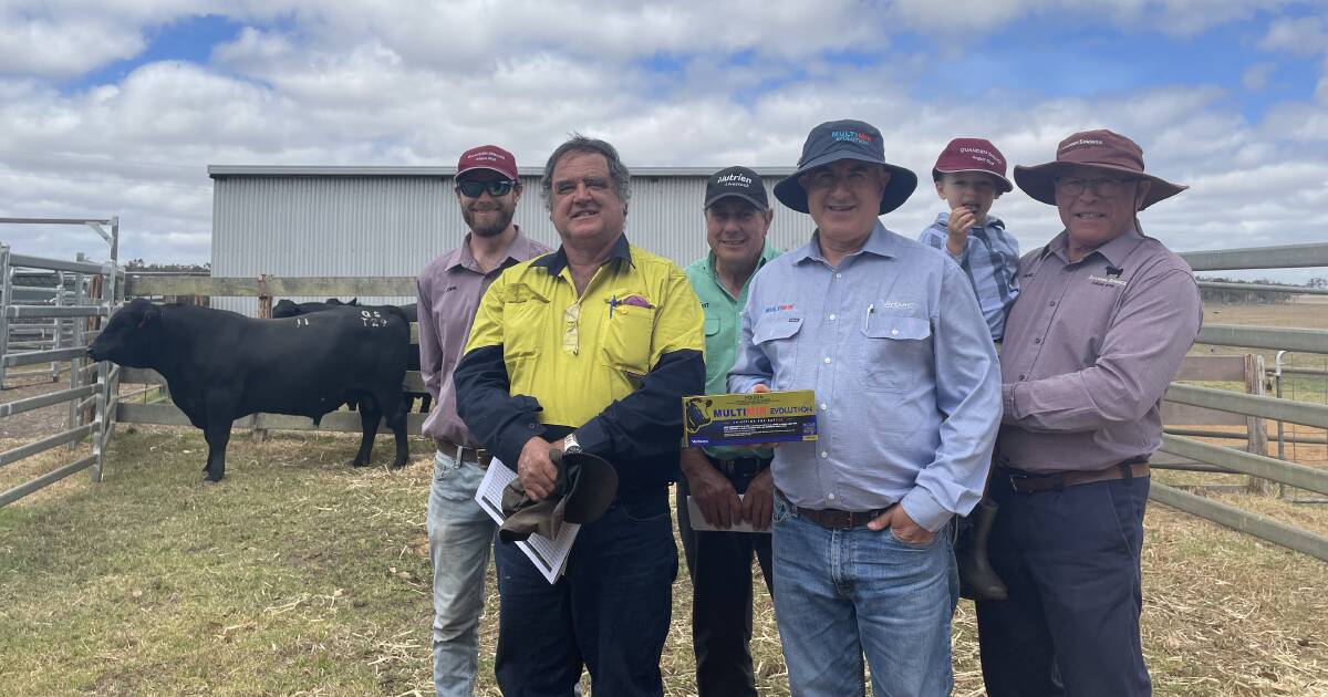 Quanden Springs Angus Stud Delivers Quality Bulls at Redmond Sale | Farm Weekly