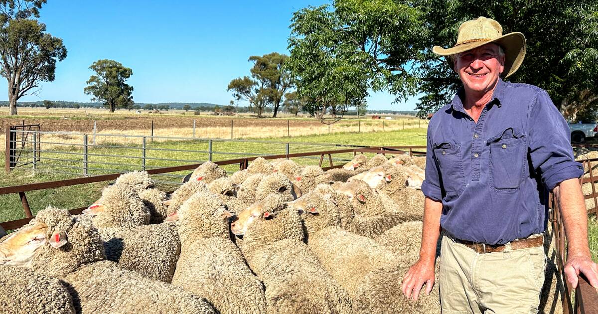 West Wyalong Flock Ewe Competition hat-trick win for Darren and Gale Clarke