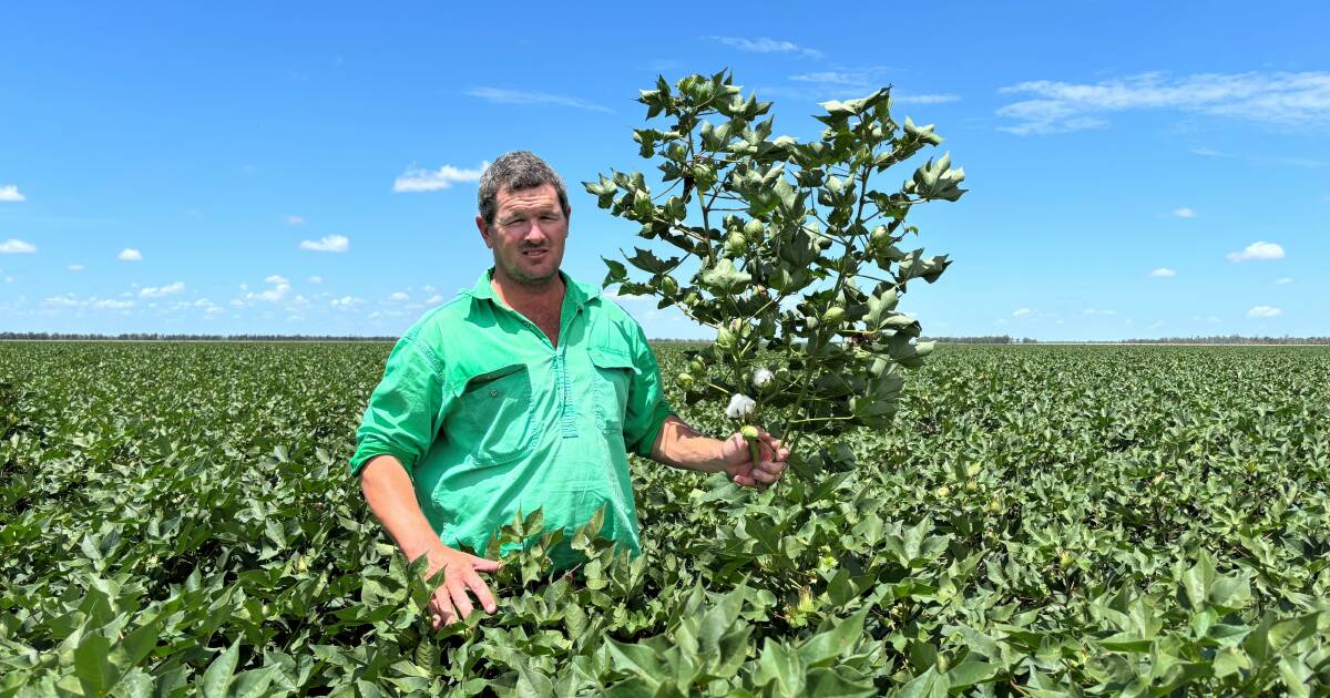 Trusting weather intuition pays off for Warby's crops