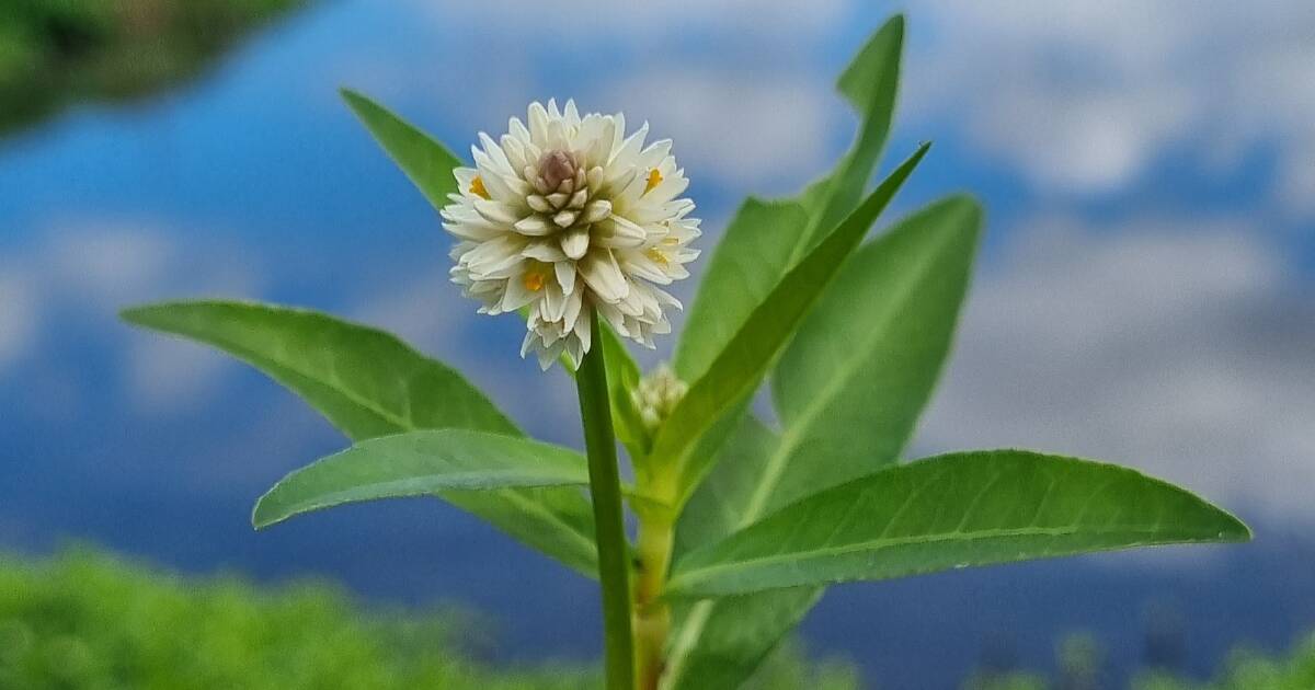 Keep an eye out for alligator weed