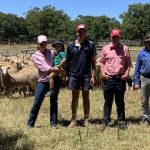 'Putting up a good fight': Grazier shares rat's tail management