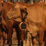 Limo cross show steer makes $4200 at Coolabunia sale