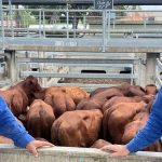 'I get goosebumps': Truck drivers help ease burden of bushfire