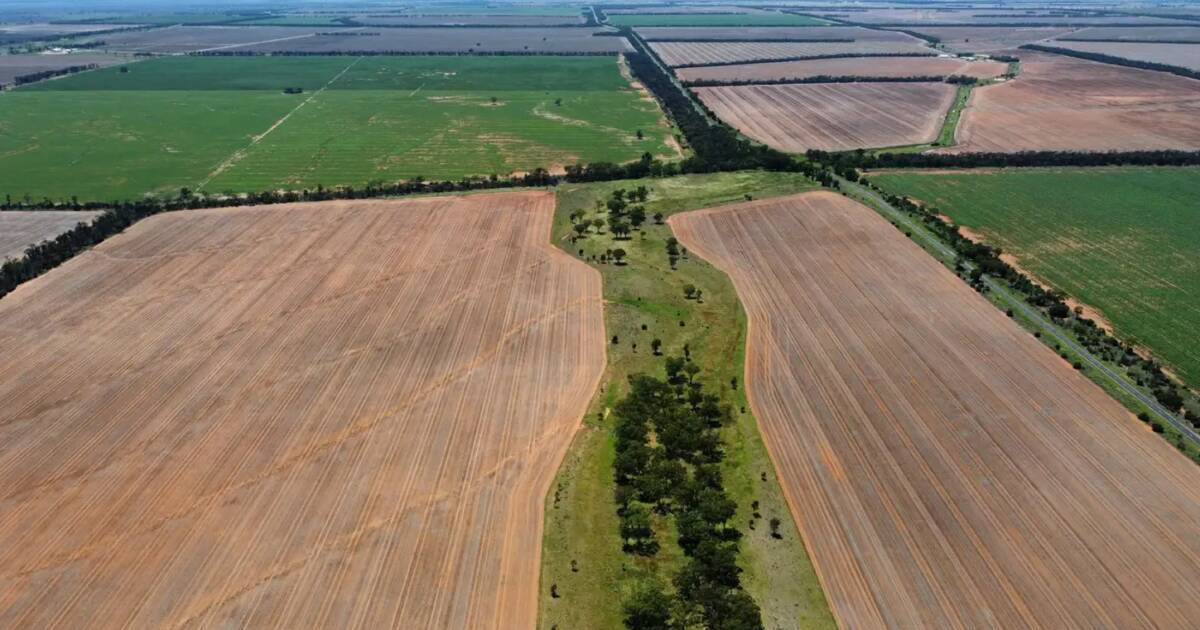 Golden Triangle grain machine makes $13.7 million at auction