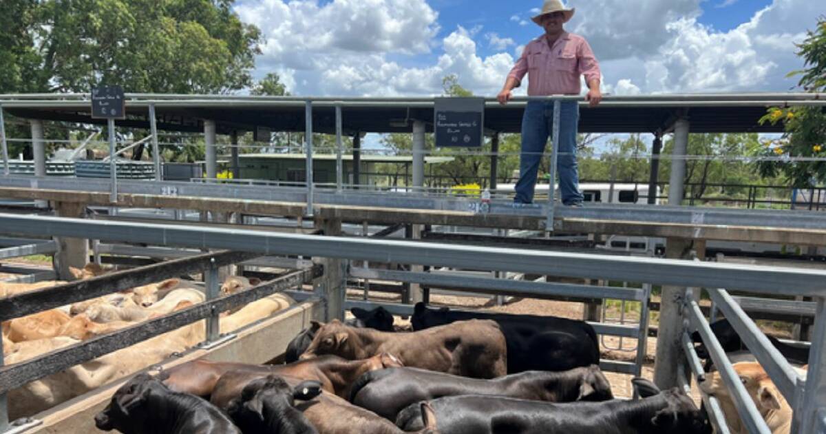 Steers up 36c/kg at Gracemere