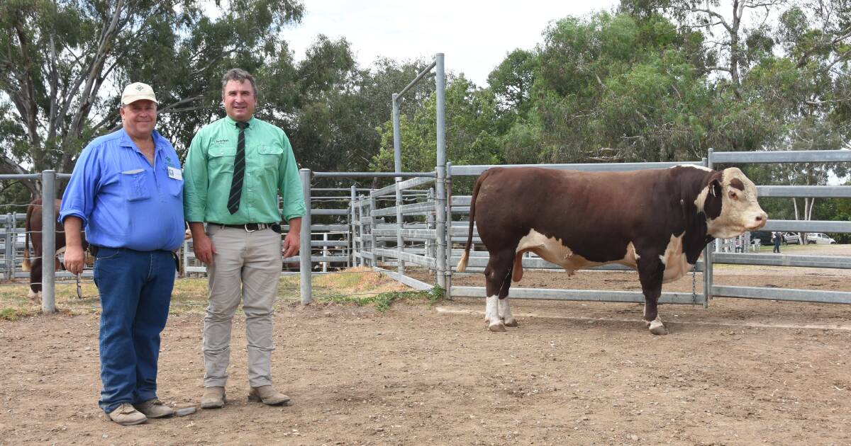 Shea steals the show at Wirruna autumn bull and female sale