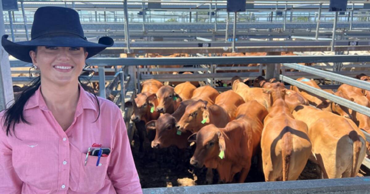 Some weaner heifers up to 30c/kg dearer at Gracemere