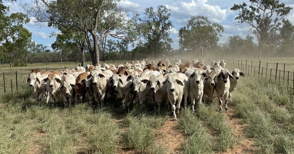 Towers yards busy as multiple live export boats fill fast