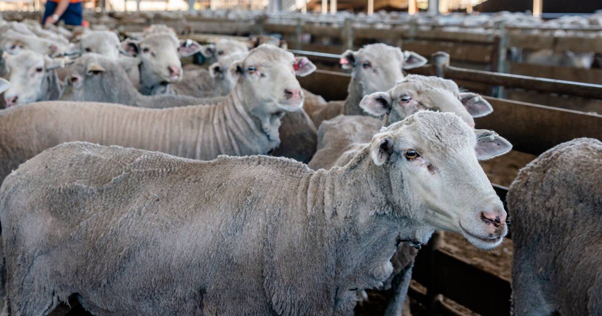 Opposition call for live sheep export report and government response release. | Farm Weekly