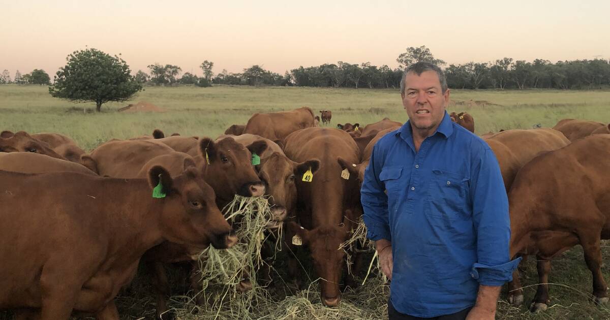 Dispersal is not the end for Red Angus breeder