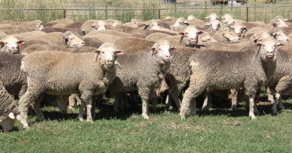 Merino ewes top online sheep breeders sale