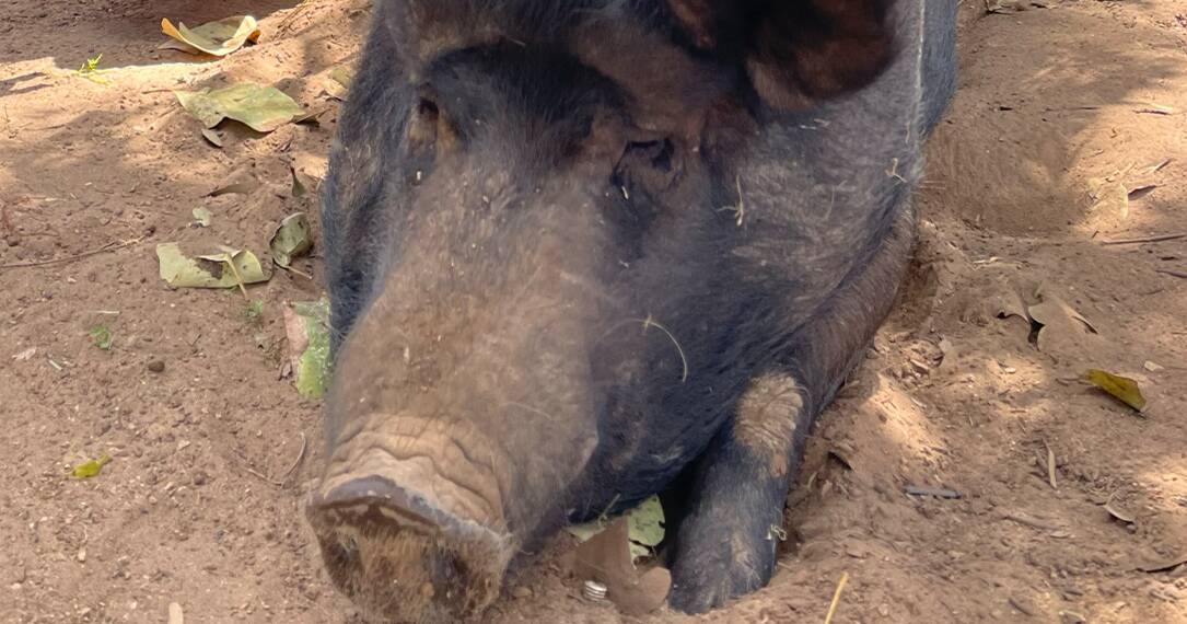 Move over Peppa Pig – Territory pig Molly renews picture book fame | North Queensland Register