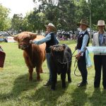 Canberra Royal 2024: Simmental results