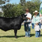 Westscott family win Doug Bicket Memorial Ewe Competition