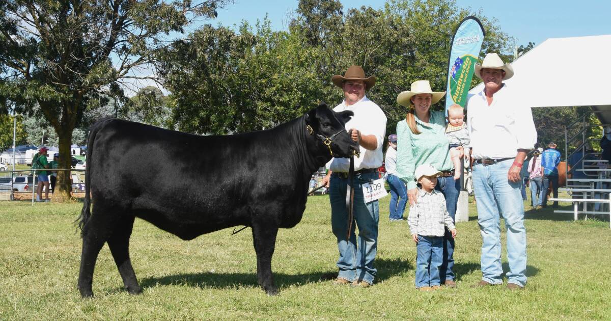 Supreme Angus exhibit of the 2024 Royal Canberra Show tops H Francis and Co sale