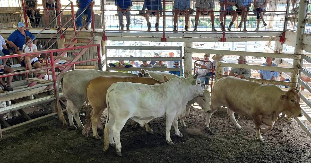 Quality steers fully firm at Laidley