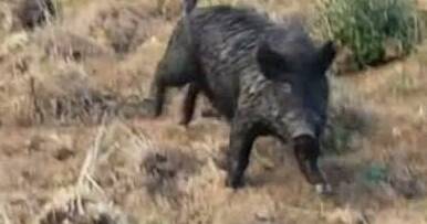 NSW LLS will host three feral pig program workshops next week | The Land