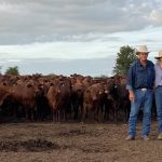 Steer calves top the selling at Boyanup weaner sale