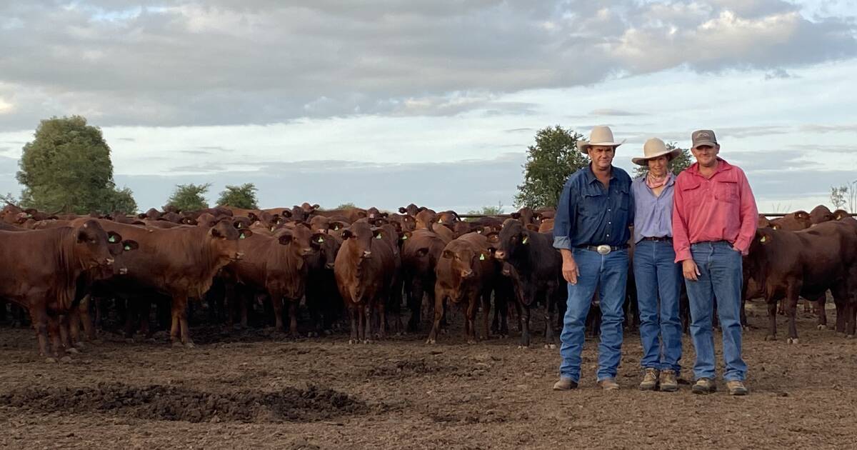 Santas are proving their worth in Atkins' feedlot operation at Taroom