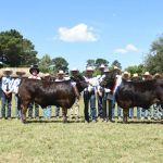 More than $12,000 raised for Dolly's Dream in Canberra Royal steer auction