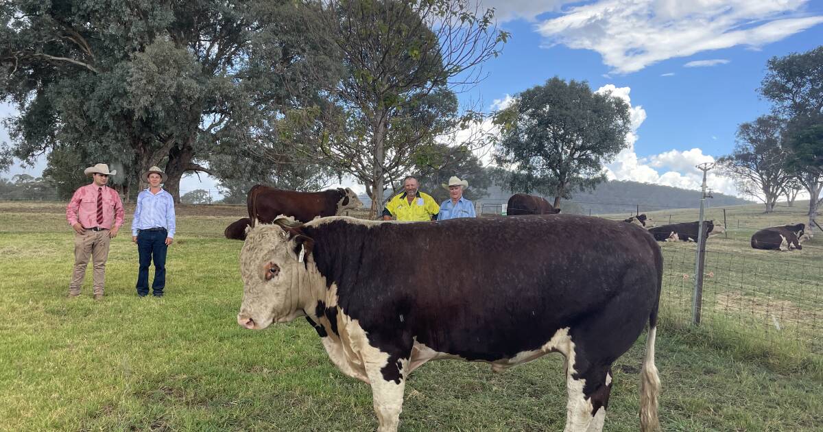 2024 Glenellerslie Hereford and Poll Hereford Bull Sale results, top price, average, clearance rate | The Land