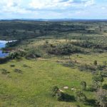 The Ridge Brahmans makes debuts at February All Breeds Sale