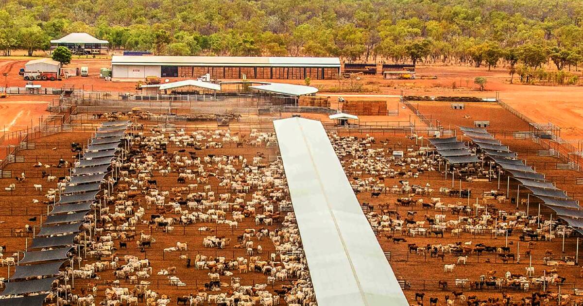 Cattle giants unlock carbon cash windfalls for investors