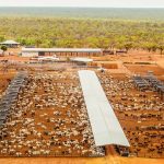 Anthrax detection on Victorian property near Shepparton