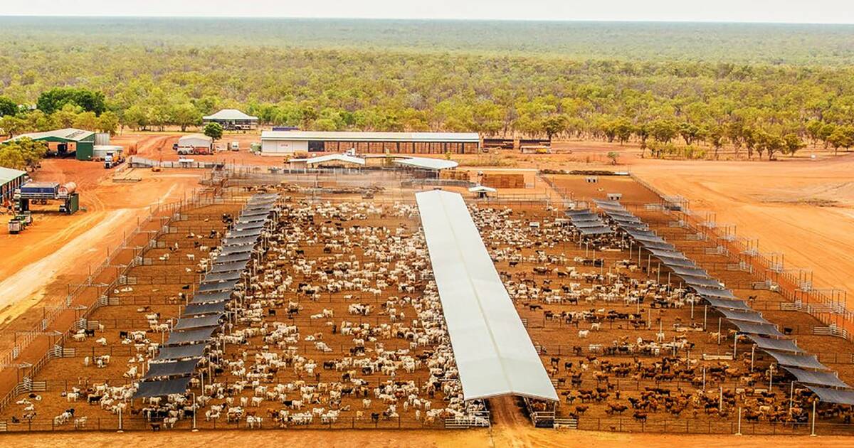 Pair of big NT cattle stations back on the market after 17 months