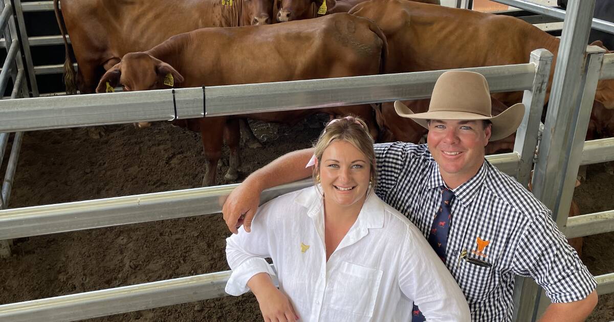 Santa Gertrudis cross genetics in strong demand at Yulgilbar