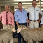 Speckle Park triplets and fixed time AI on Blair Plains farm | North Queensland Register