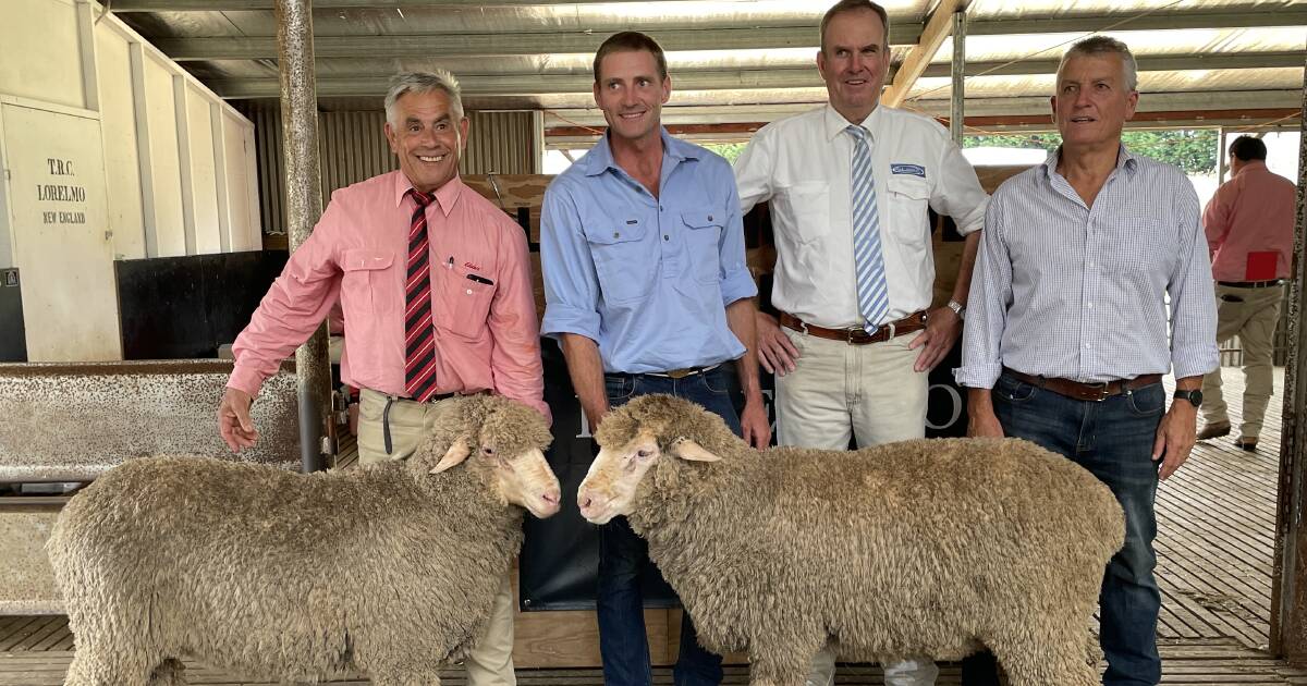 South Australian studs pay top price at Lorelmo poll Merino sale | The Land