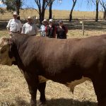 Droughtmaster cross steers reach $1760 at Beaudesert All Red sale