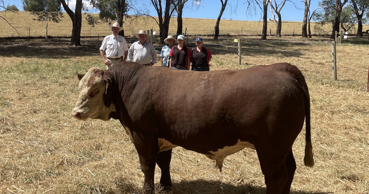 Buyers come from across the eastern states to purchase Injemira bulls